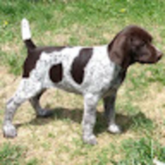 Meet your Posher, Devon - Picture 1 of 1